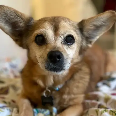 Bambi