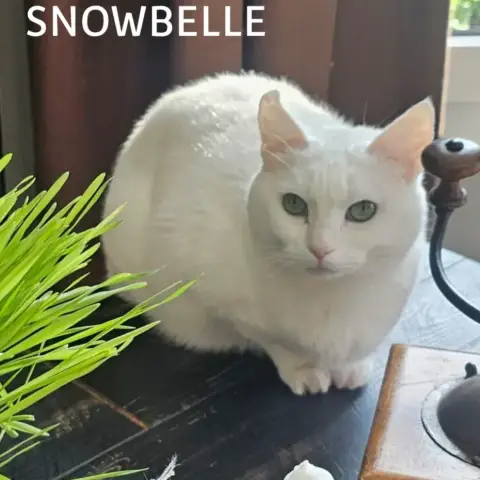 Snowbelle photo 2