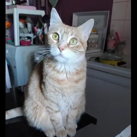 Savannah