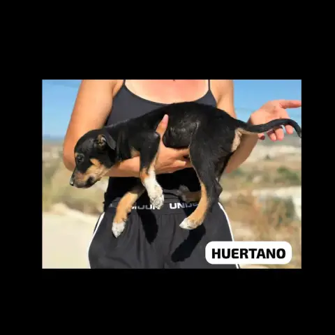 Huertano