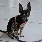 Ziggy photo 2