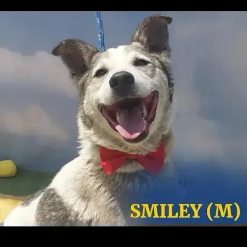 Smiley photo 2