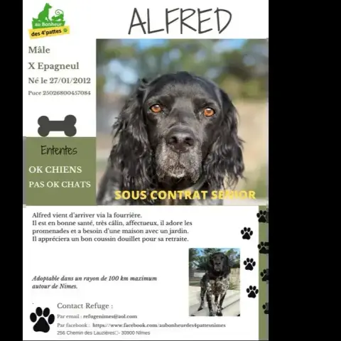 Alfred