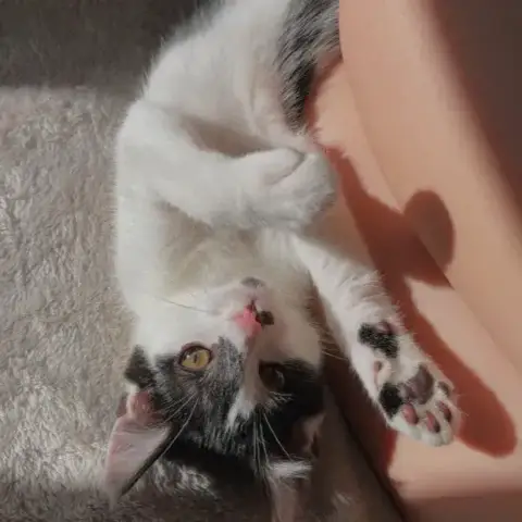 Baya