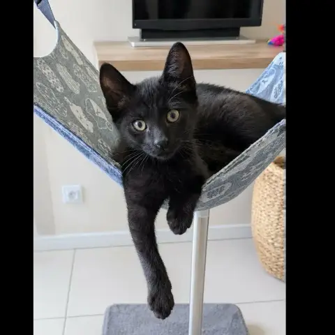 Pixel