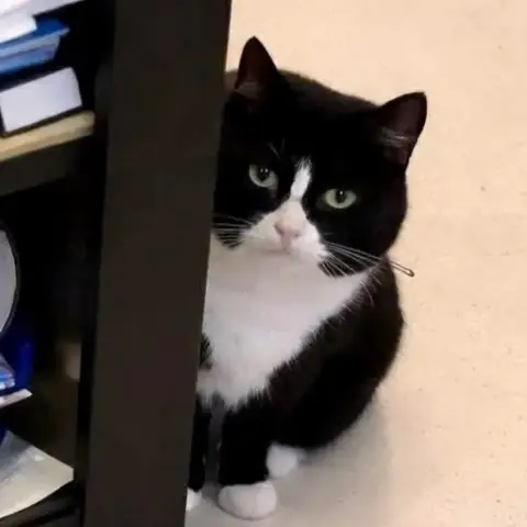 Katicat