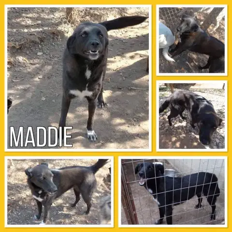 Maddie
