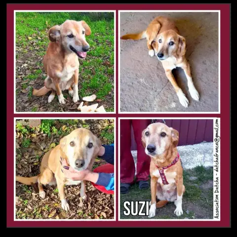 Suzi