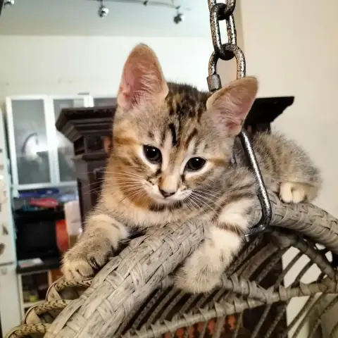Calypso