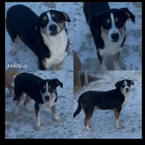 Miklaus