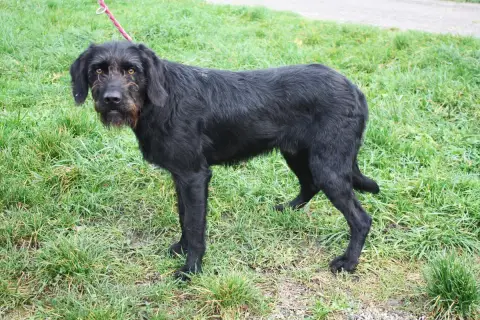 Sven