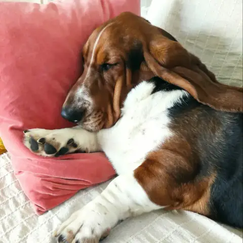 Coco