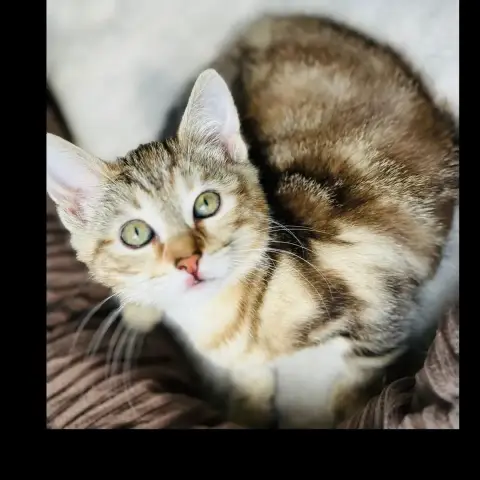 Fanny
