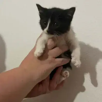 Oreo