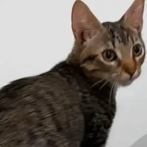 ✨️ Violette ✨️ 🐱 photo 3