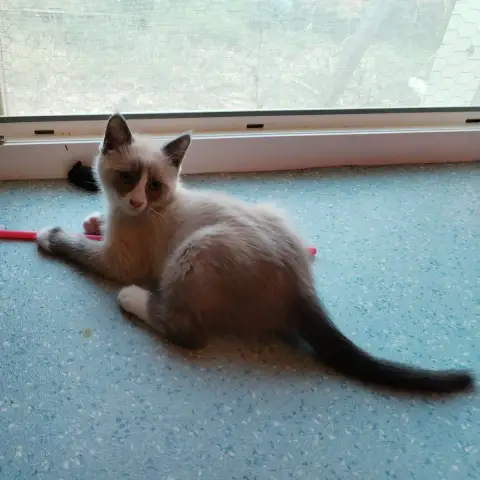 Bart photo 3