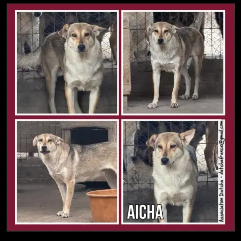 Aicha