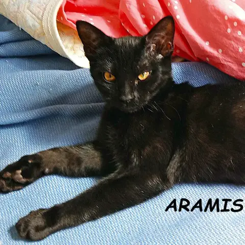 Aramis