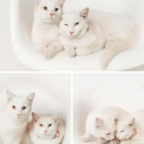 Mimi Toto photo 3