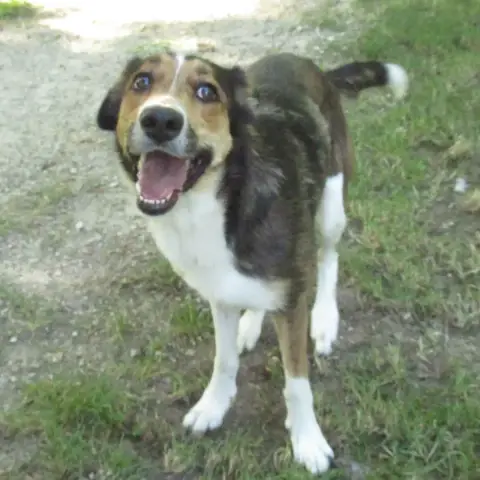 Lassie photo 2