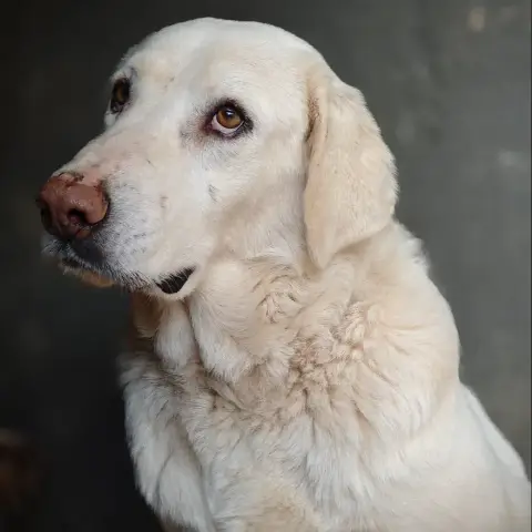 Uma Une Tres Gentille Chienne photo 2