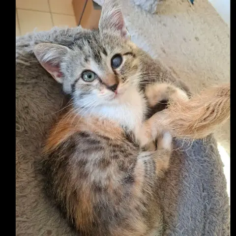 Sally