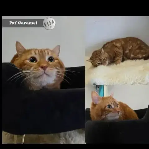 Pat Caramel