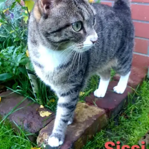 Sissi