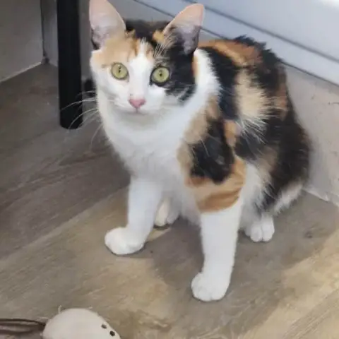 Aida