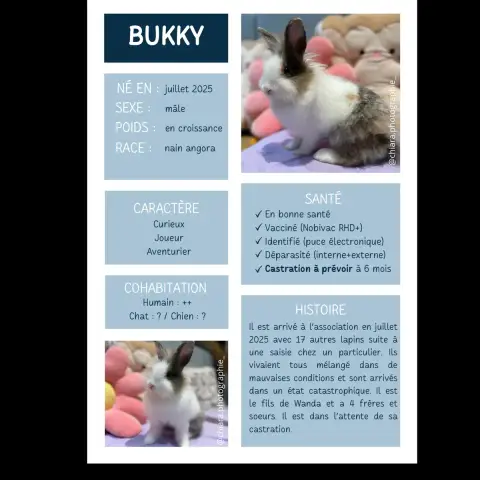 Bukky