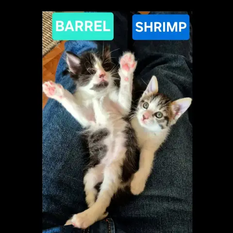 Barrel Et Shrimp