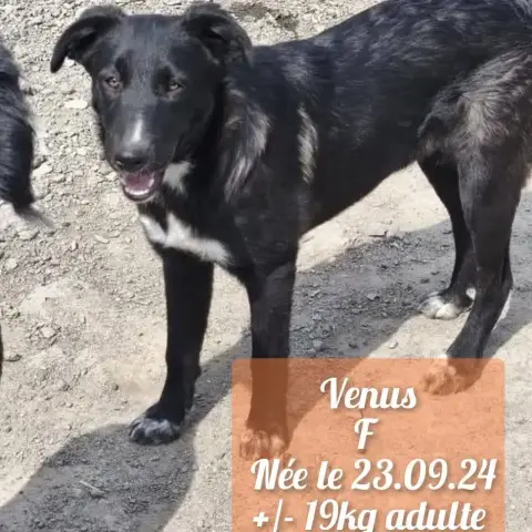 Venus