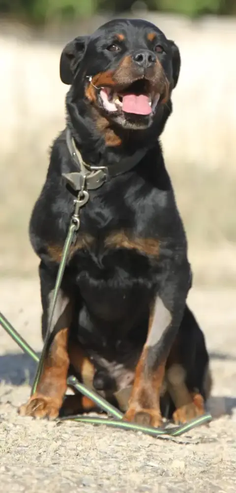 Jango photo 3