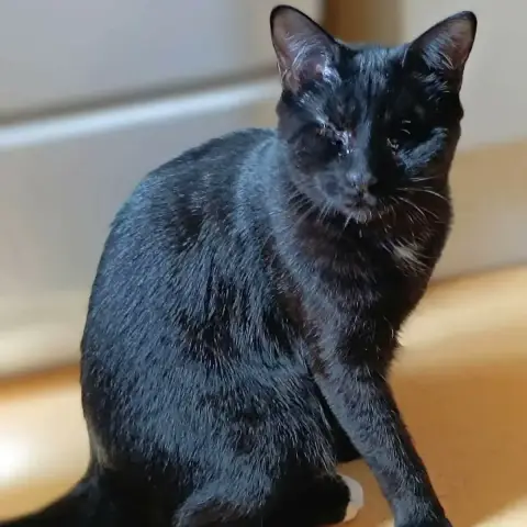 Pirate
