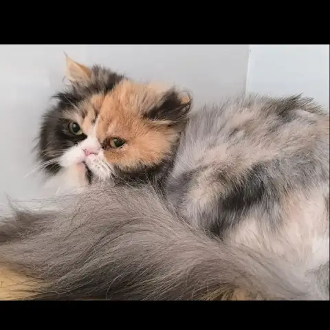 Adopter Jasmine