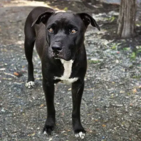 Saphira Chienne