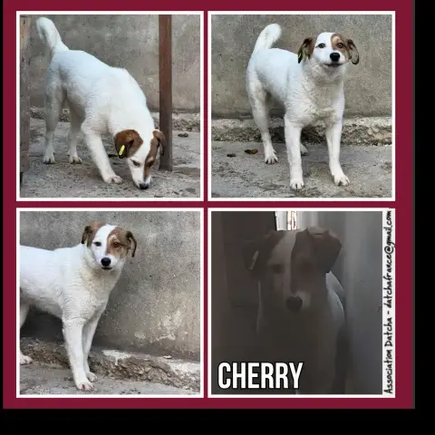 Cherry