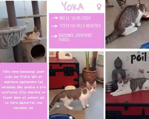 Yoka