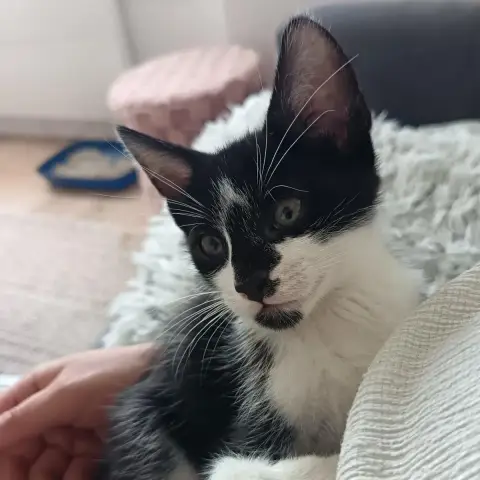 Oreo photo 3