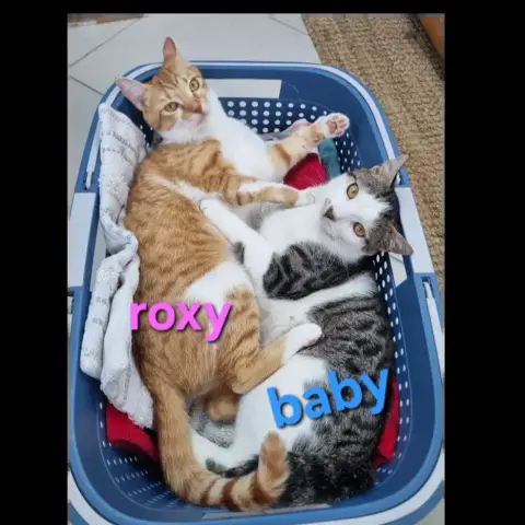 Roxy
