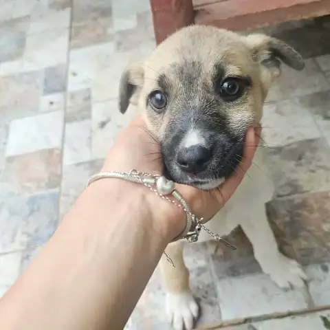 Salsa