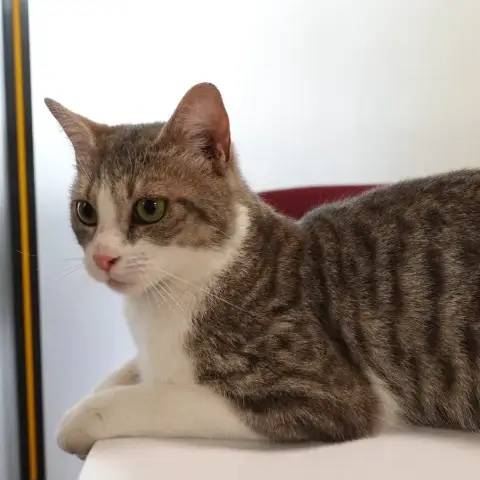Bleu