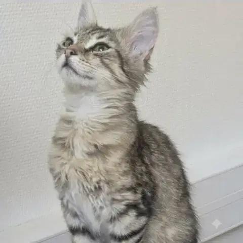 Mochi photo 3