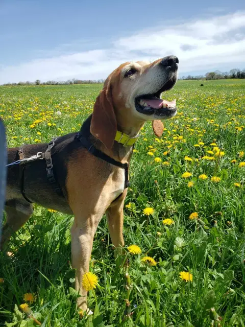 Pepito