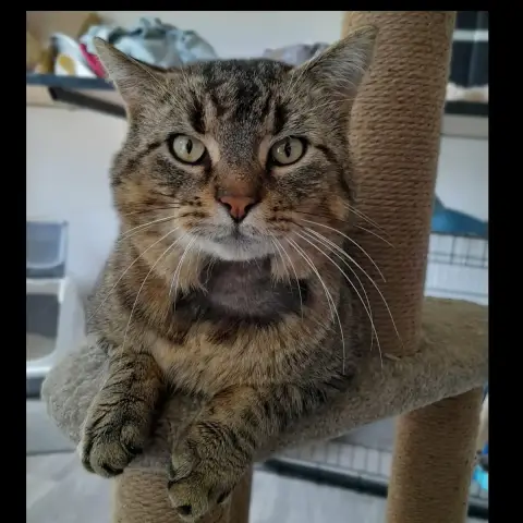 Dantès  * Fiv+ *