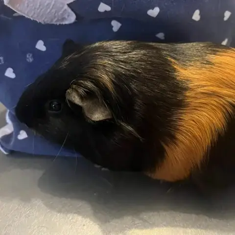 Little