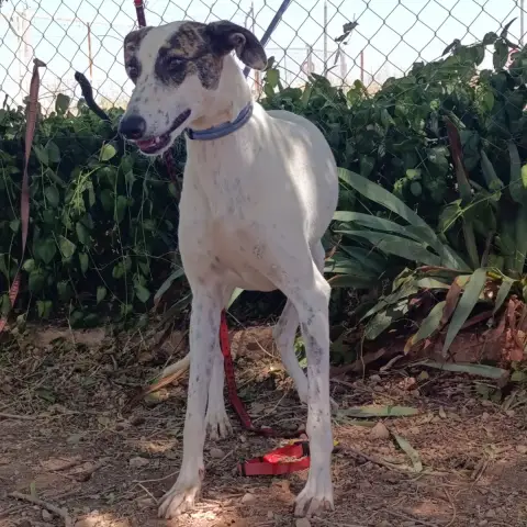 Chelo photo 3