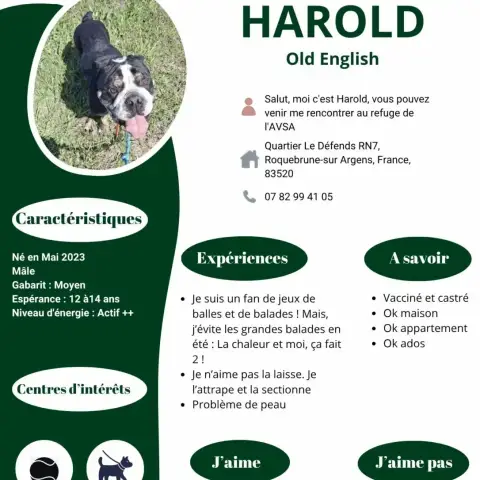Harold photo 2
