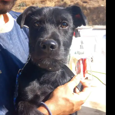Koda photo 2