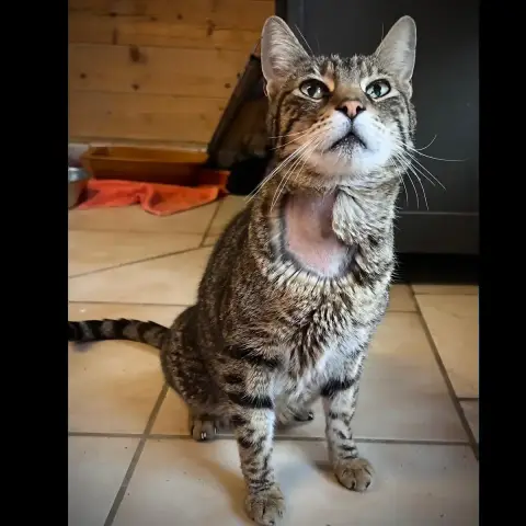 Benji